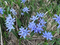 22  Chionodoxa sulla costa erbosa scendendo verso le Baite Basse